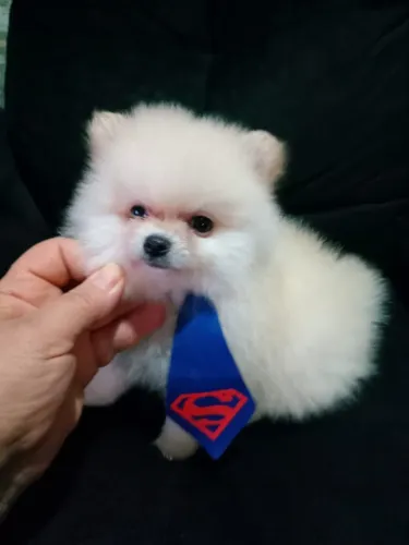 Cachorro Lulu da Pomerania pronta entrega levamos na sua residencia.
