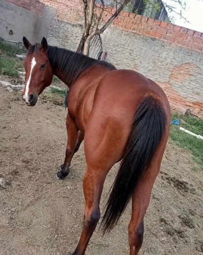 Potra Quarto de Milha documento pura El zorrero 2x e Fisher Dash