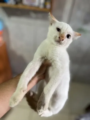 Gatos SRD