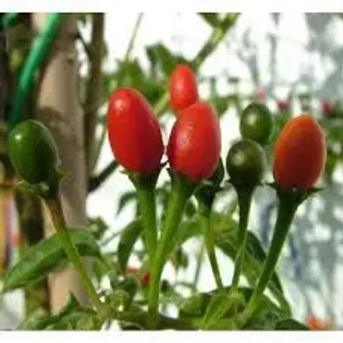 Sementes de pimenta Cumari 