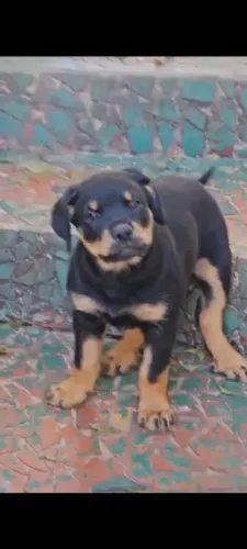Filhote rottweiler, esses filhotes vão derreter seu coração!