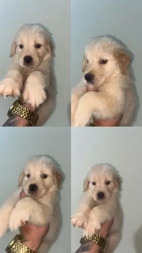 Cachorro