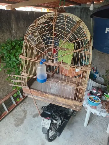 Gaiola grande barata pra vender