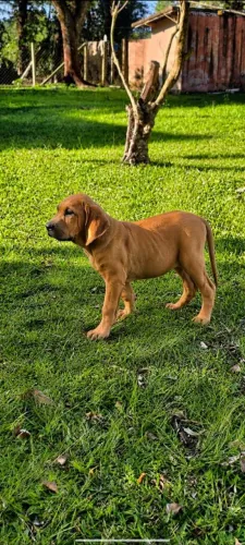 Filhotes fila brasileiro