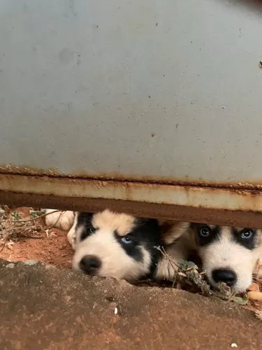 Filhotes de Husky Siberiano 
