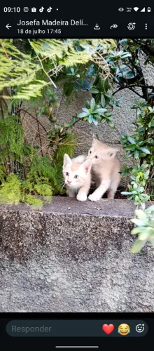Gatos