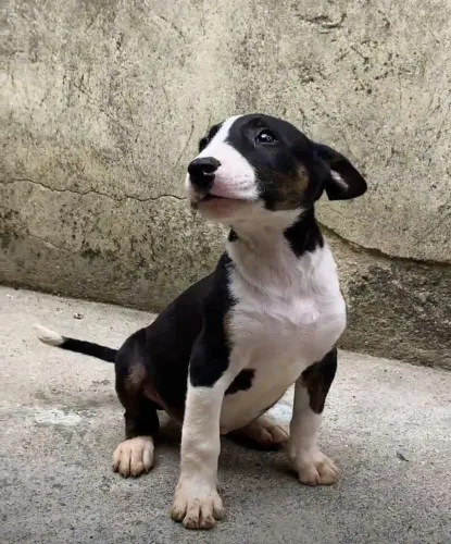 Bull Terrier inglês standard - Macho Tricolor 