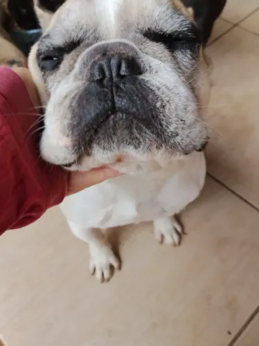 Bulldog Francês
