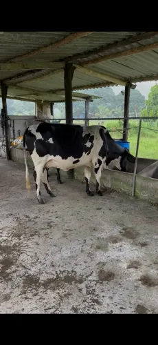 Vaca leiteira