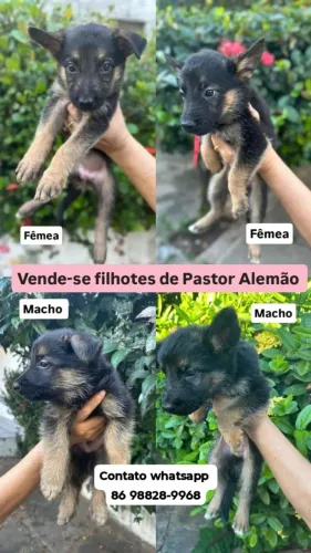 Filhotes de Pastor Alemão
