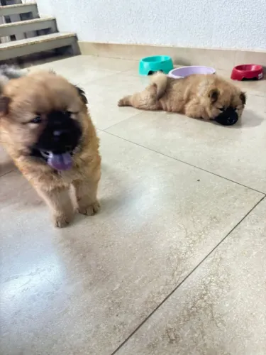 Chow-chow 100% puro - Filhotes