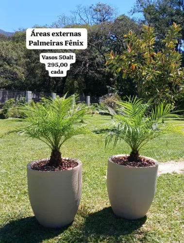 Belíssimos vasos e plantas naturais completos