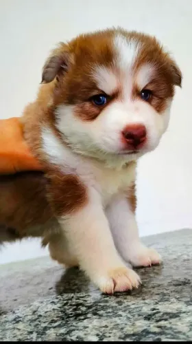 Husky siberiano