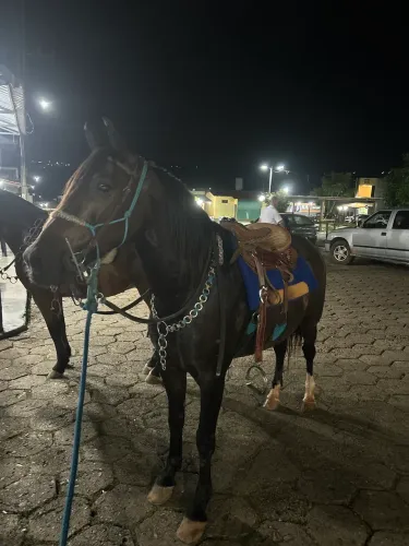 Cavalo mangalarga marchador