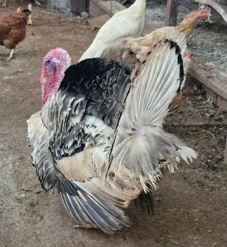 Peru Macho