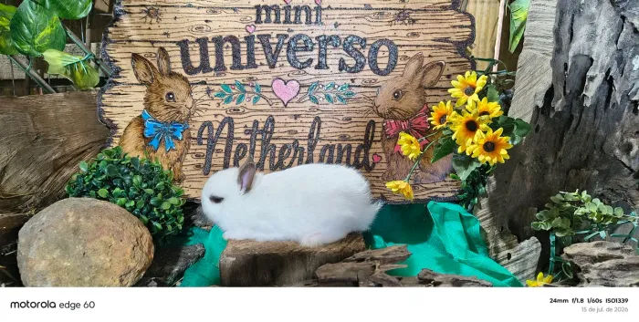 Mini coelhos Netherlands Fêmea 