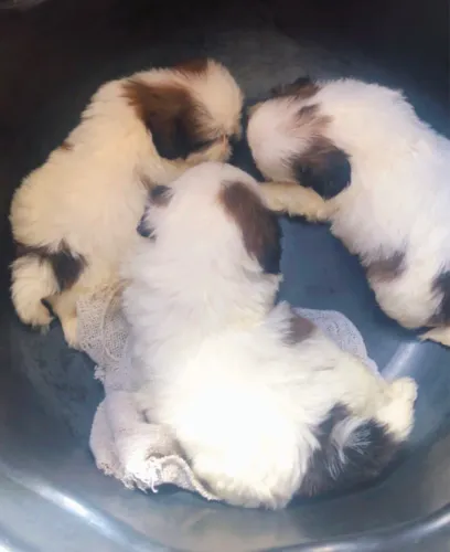 Vendo bebê shih tzu