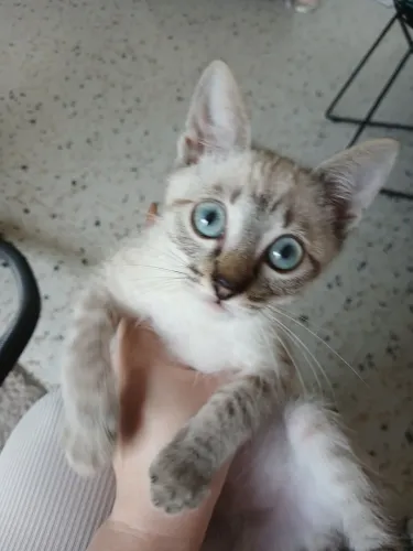 Doacao de gatinho filhote 