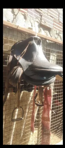 Sela australiana usadinha pra venda