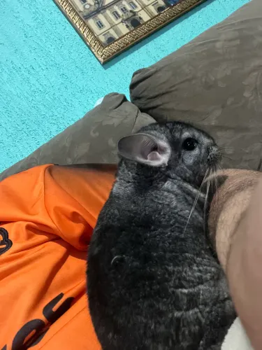 Chinchila filhote