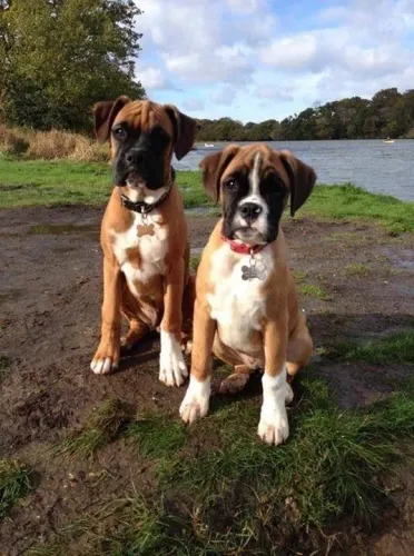 Filhotes De Boxer - Seus Dias Nunca Mais Serão Os Mesmos.