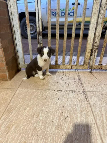 Filhote de Border collie