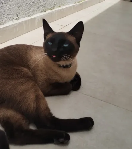Gatinhos Siamês 2 anos Castrados e Vermifugados