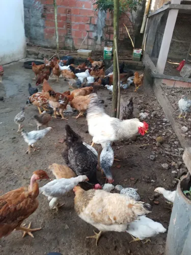 Galinha de quintal 