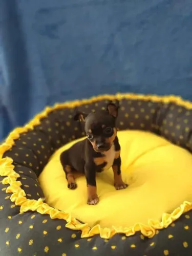 Filhote de Pinscher Fêmea N1