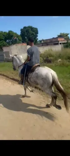 Cavalo turdilho barato