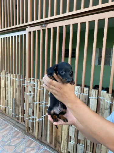 Filhote de daschund MACHO