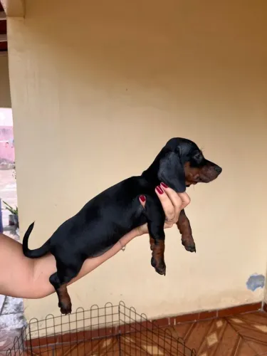 Dachshund