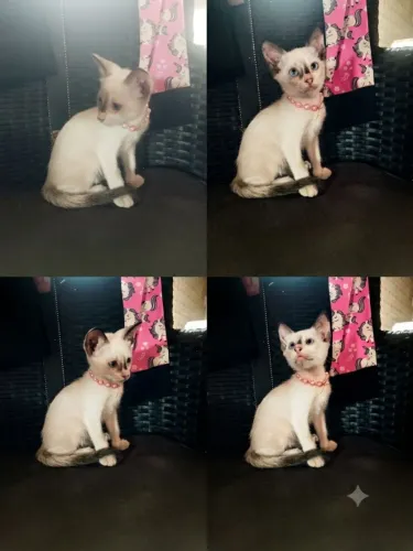 Doação de Gatinho