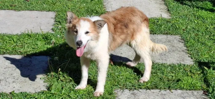 Border collie 7 meses - sable