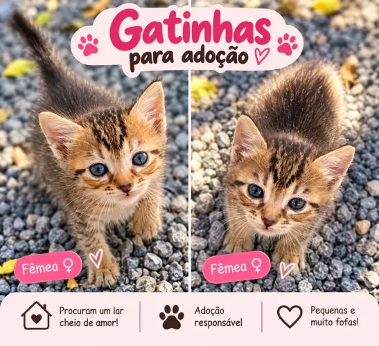 Adote Gatas Fêmeas rajadas