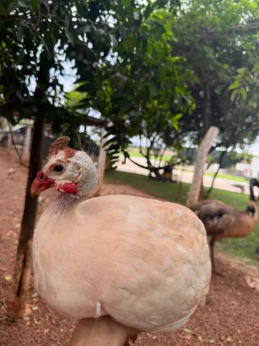 Ovos férteis de Guiné Angola cocá . Anápolis Goiás