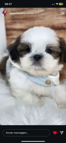 SHIHTZU com pedigree CBKC 