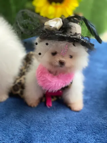 Lulu da pomerania a pronta entrega