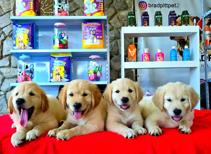 Filhotes FÊMEAS de GOLDEN com PEDIGREE CBKC