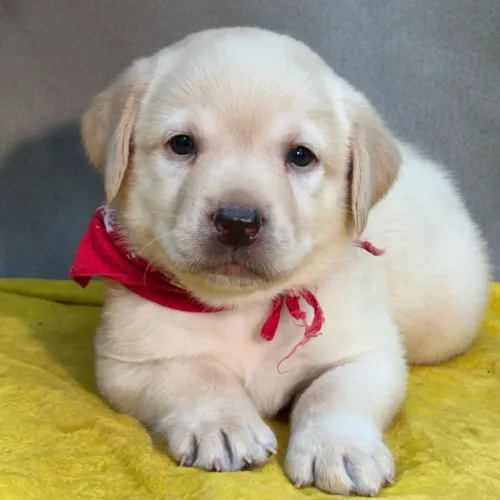 Labrador Retriever/ Deixe esse olhar conquistar o seu coração