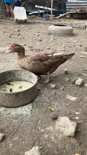 Pato chocolate 