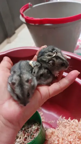 Ramister anão femia e macho 