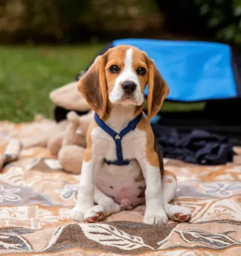 Filhotes de Beagle | Muito Amor e Excelente Temperamento