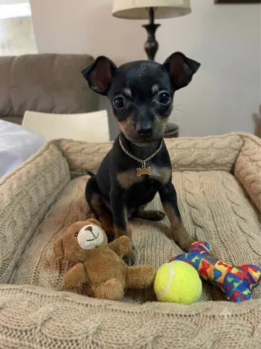 Pinscher miniatura