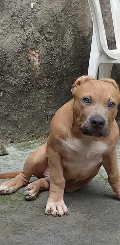 Pit monster macho 