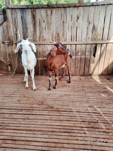 Cabras 