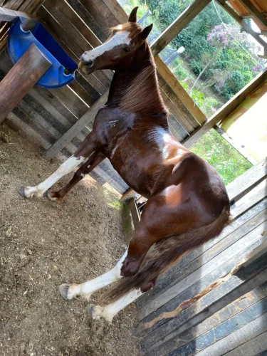 Cavalo mangalarga paulista