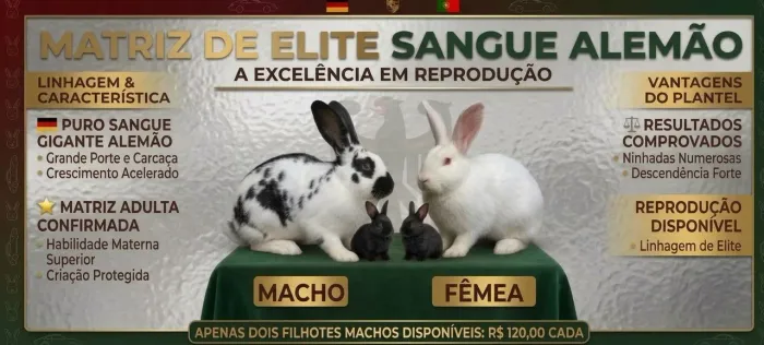 Filhotes de coelhos gigante sangue alemão top de elite 2 machos disponíveis 