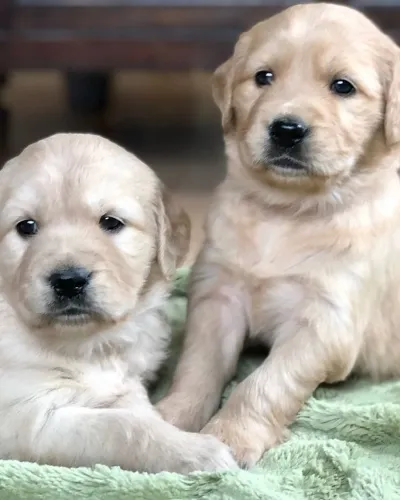 Filhote de Golden Retriever Feito Para Compartilhar Grandes Momentos