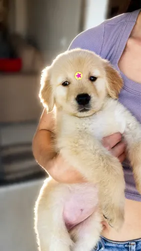 ? Filhote de Golden Retriever Fêmea - Linda e Saudável?